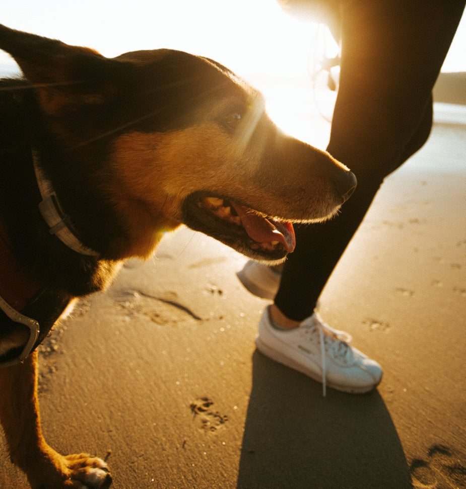 All Dog Products