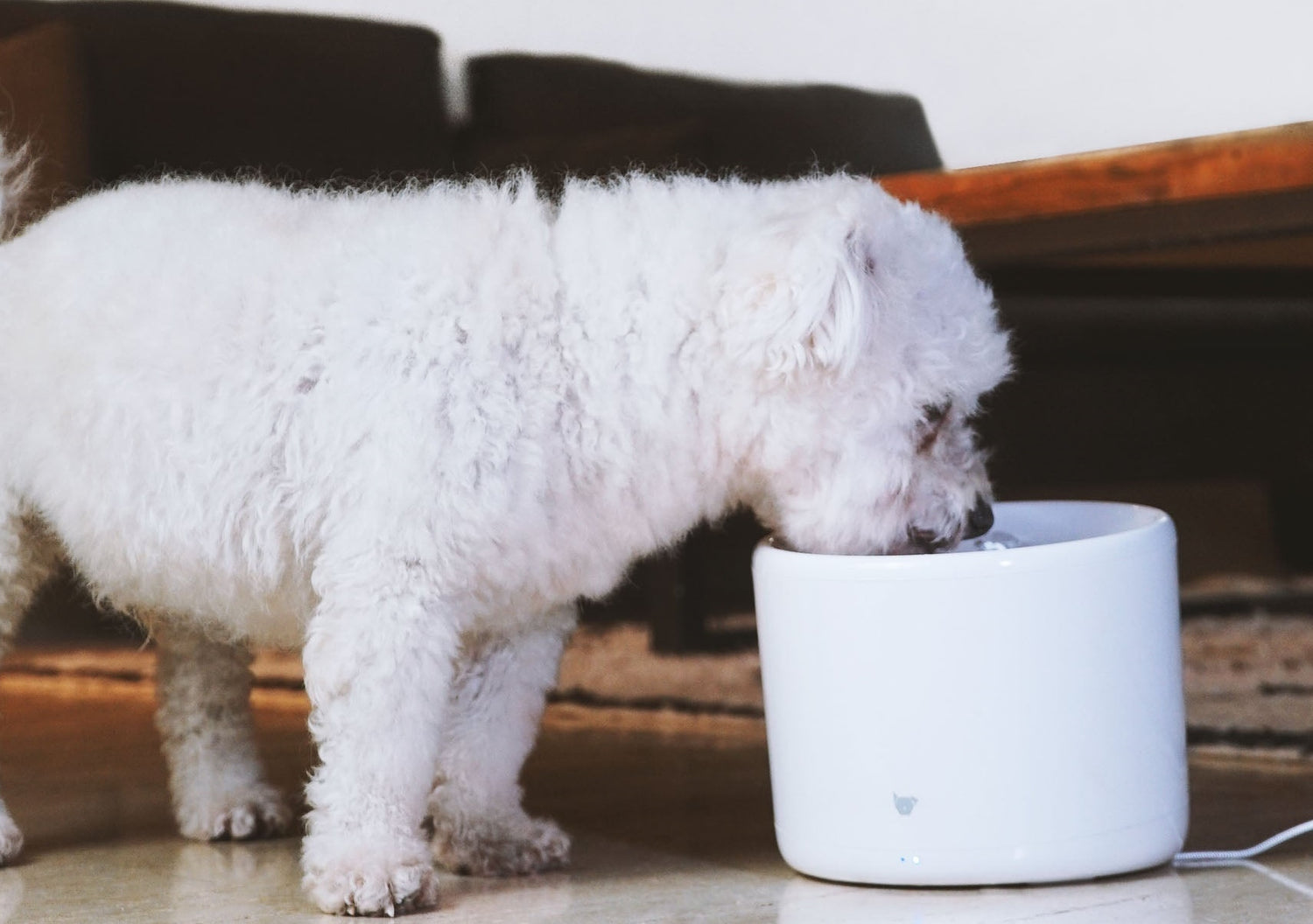 Dog Fountains