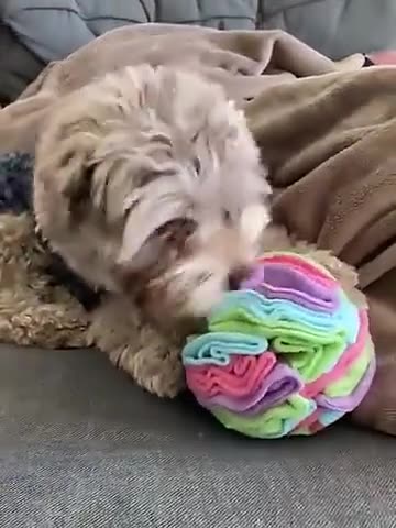 The Roly-Poly - Snuffle Ball - Feeder Toy